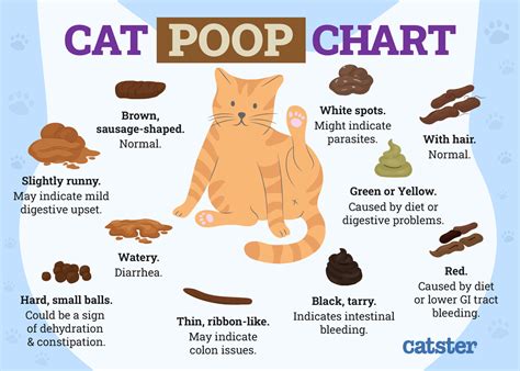 my cat is leaking poop|My Cat is Leaking Poop: Causes, Treatment, and Prevention